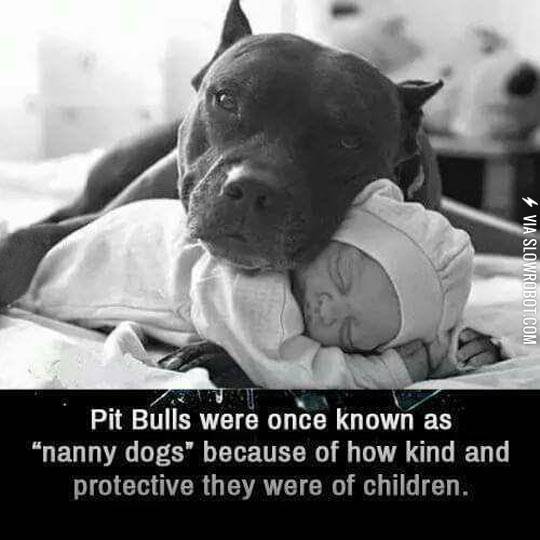 I+Want+A+Nanny+Dog