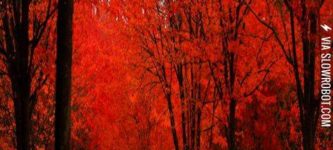 Red+Forest+in+Sintra%2CPortugal