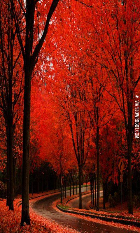 Red+Forest+in+Sintra%2CPortugal