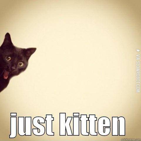 Want+to+hear+a+little+cat+joke%3F