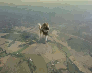 Cats+skydiving