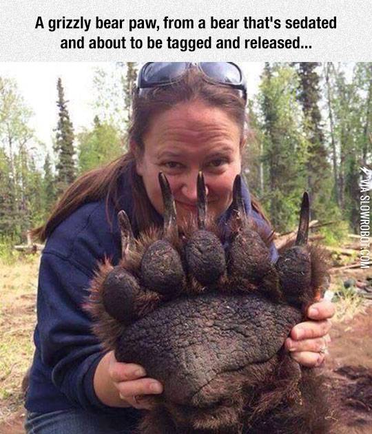 That%26%238217%3Bs+A+Huge+Bear+Paw
