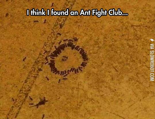Ant+fight+club.