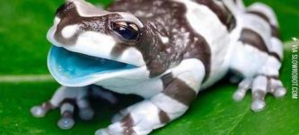 The+Amazon+milk+frog