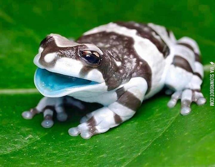 The+Amazon+milk+frog