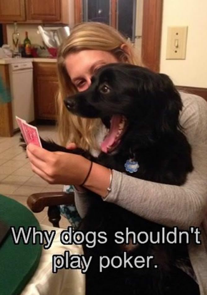 Why+dogs+shouldn%26%238217%3Bt+play+poker