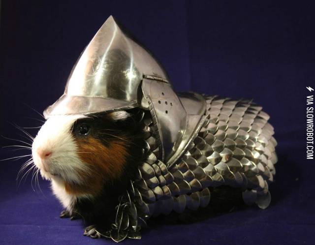 Armored+Guinea+Pig