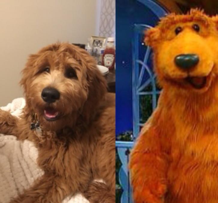 This+dog+looks+like+bear+in+the+big+blue+house