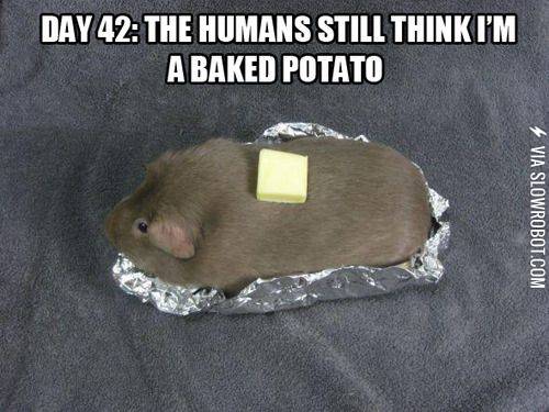 Day+42%3A+The+humans+still+think+I%26%238217%3Bm+a+baked+potato.