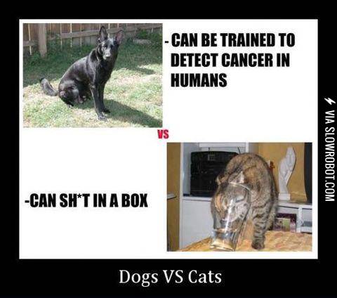 Main+difference+between+dogs+and+cats