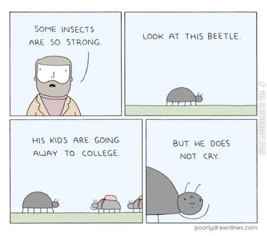 There+Are+Some+Strong+Insects
