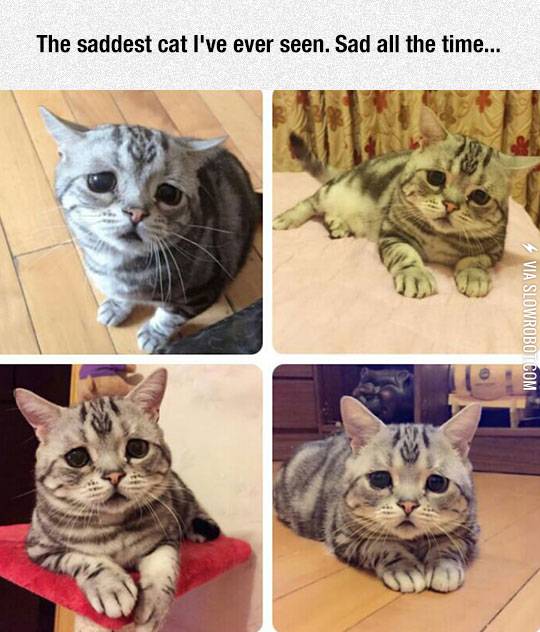 Why+Is+This+Kitty+So+Sad%3F