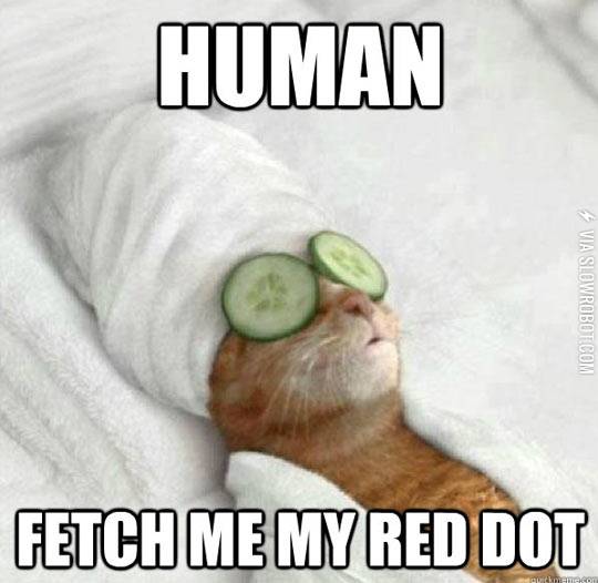 A+cat%26%238217%3Bs+life.