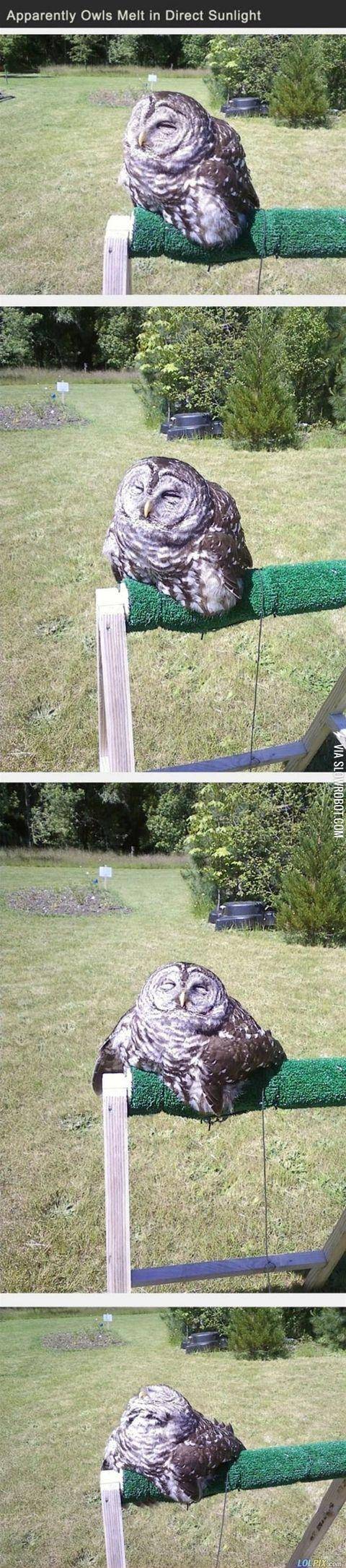 Owls+melt+in+sunlight