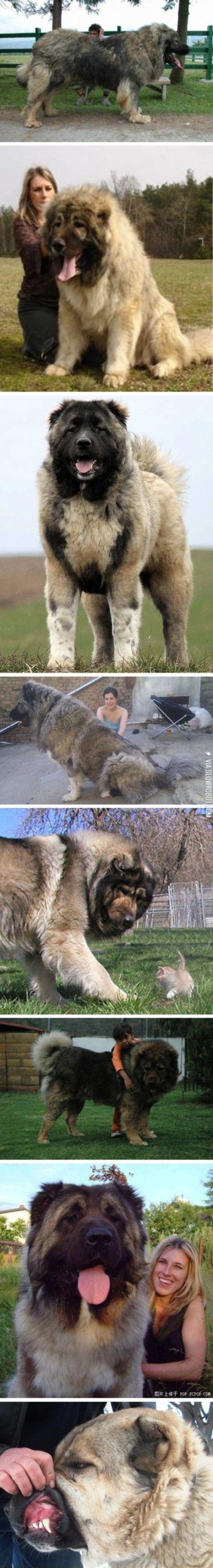 Caucasian+shepherd+dogs