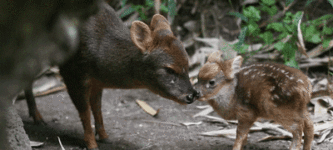 The+southern+pudu+is+the+smallest+deer+in+the+world
