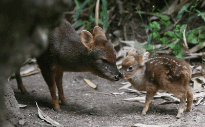 The+southern+pudu+is+the+smallest+deer+in+the+world