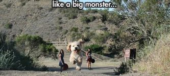 Huge+pupper+traumatizes+hikers