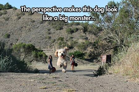 Huge+pupper+traumatizes+hikers