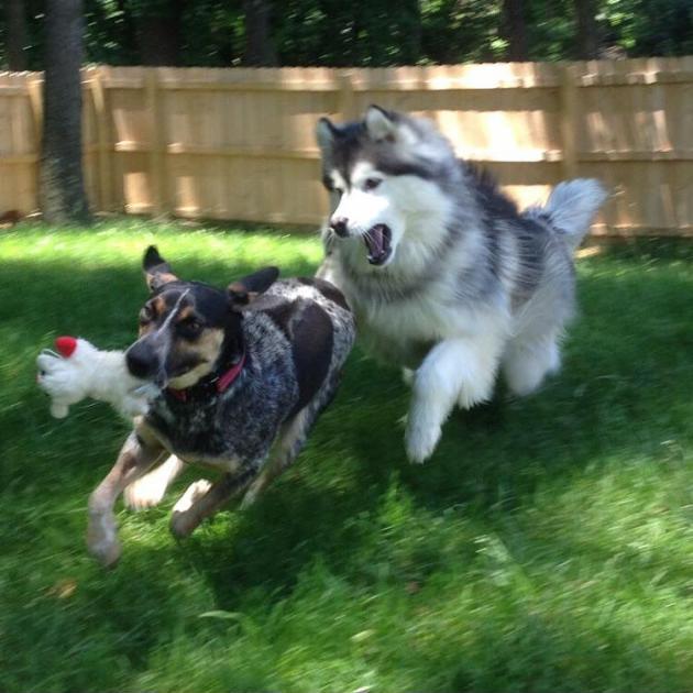 The+consequences+of+stealing+your+big+sister%26%238217%3Bs+favorite+toy.