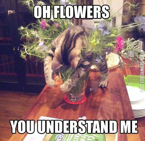 Oh+flowers%2C+you+understand+me.