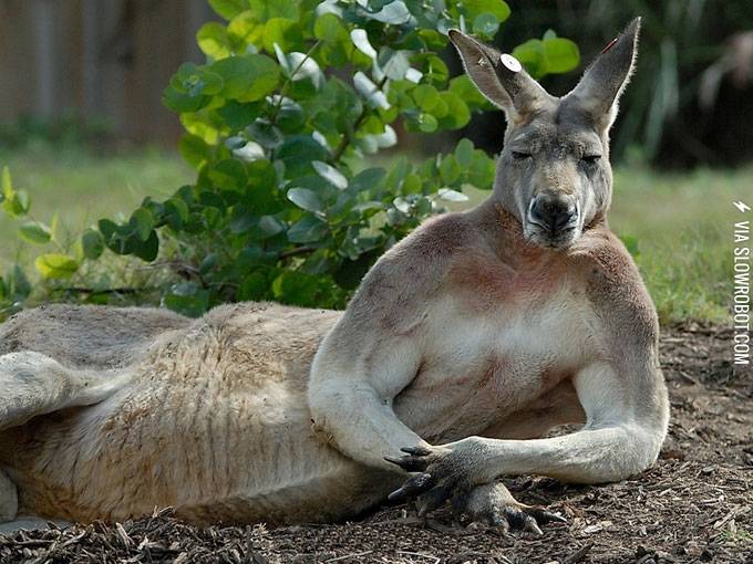 Contemplative+kangaroo