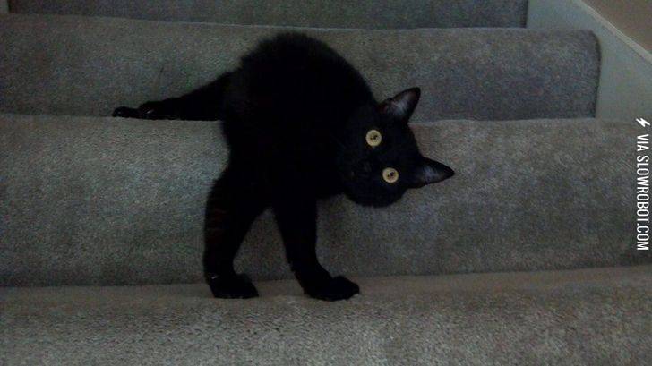 My+sister%26%238217%3Bs+creepy+two-legged+cat.