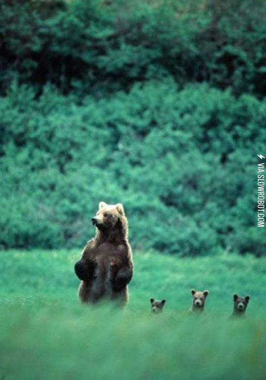 A+mom+and+her+cubs.