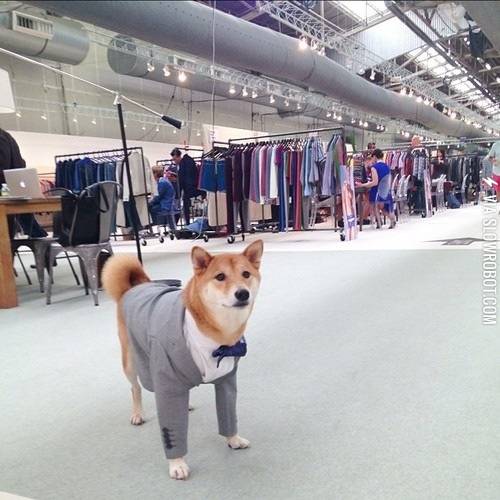 Such+dapper.+Much+wow.