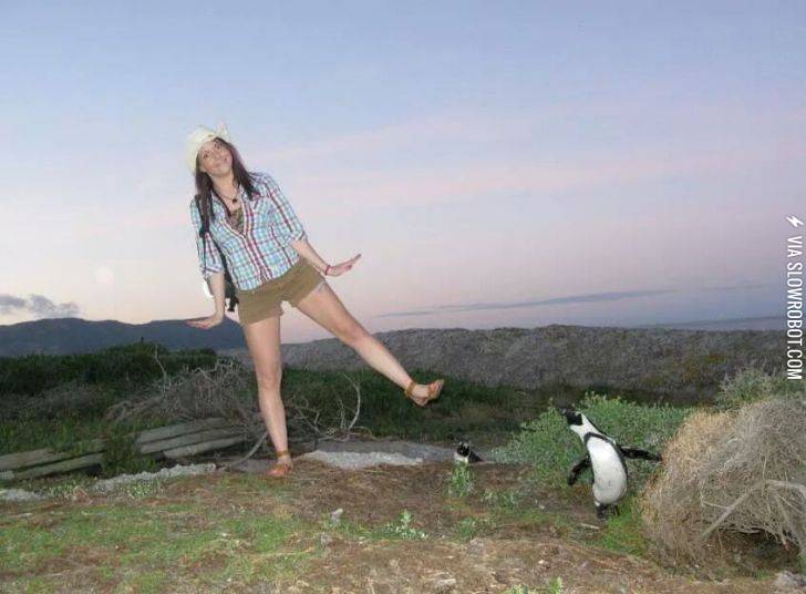 The+penguin+copied+my+friend+imitating+a+penguin+resulting+in+an+amazing+photo.