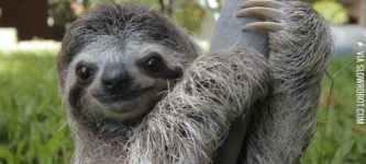 Sloths+are+cute