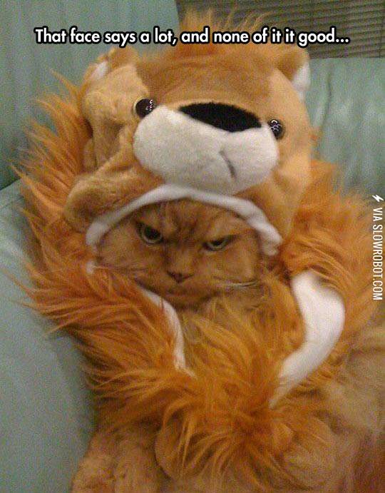 That%26%238217%3Bs+An+Angry+Cat