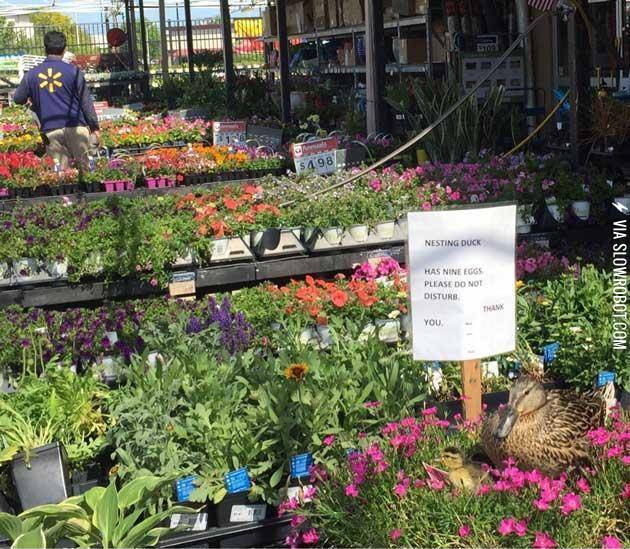 Ducks+nesting+in+a+Walmart+garden+area