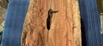 the+woodpecker+log