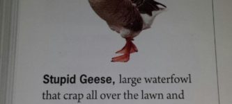 Geese+suck%2C+period.