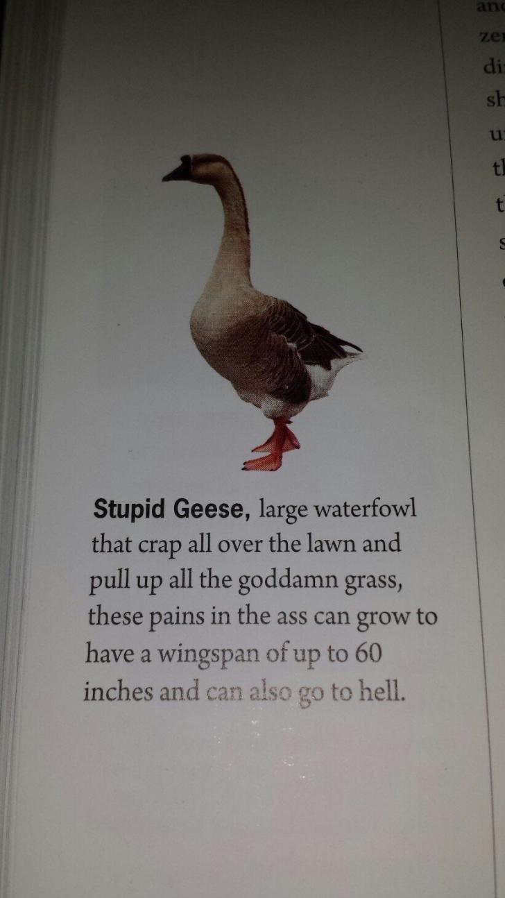 Geese+suck%2C+period.