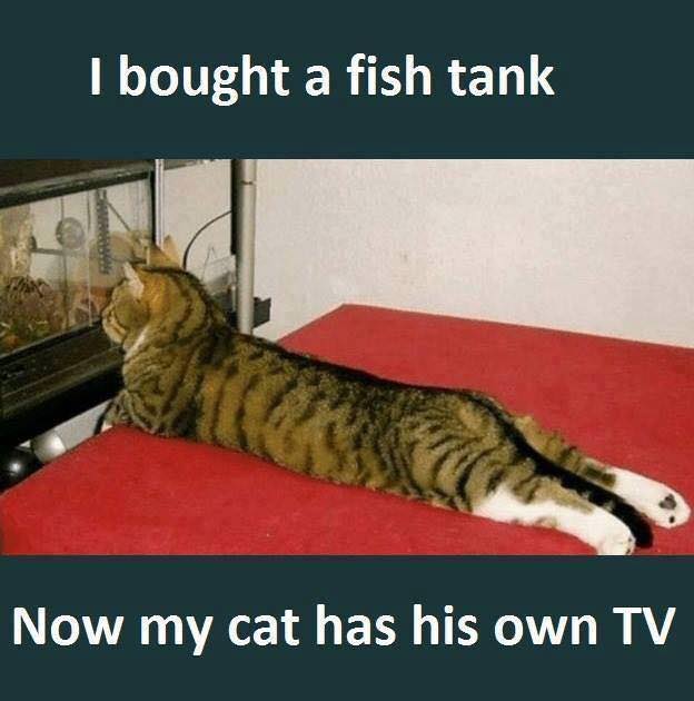 Cat+has+his+own+TV
