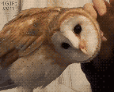 Owls+are+weird.