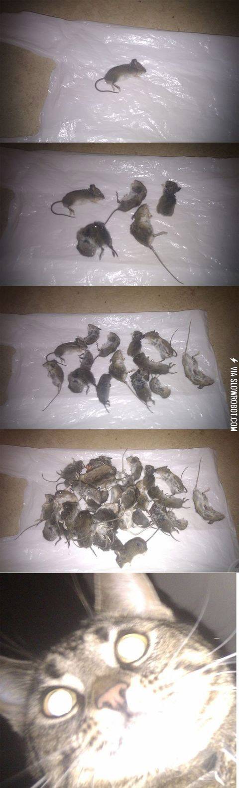 How+much+does+your+cat+love+you%3F