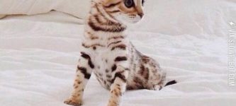 Bengal+Kitten