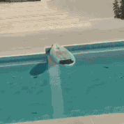 I+think+cats+might+be+smarter+than+dogs.