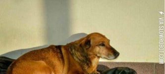 Loyal+dog+is+still+waiting+at+hospital+where+owner+died+two+years+ago