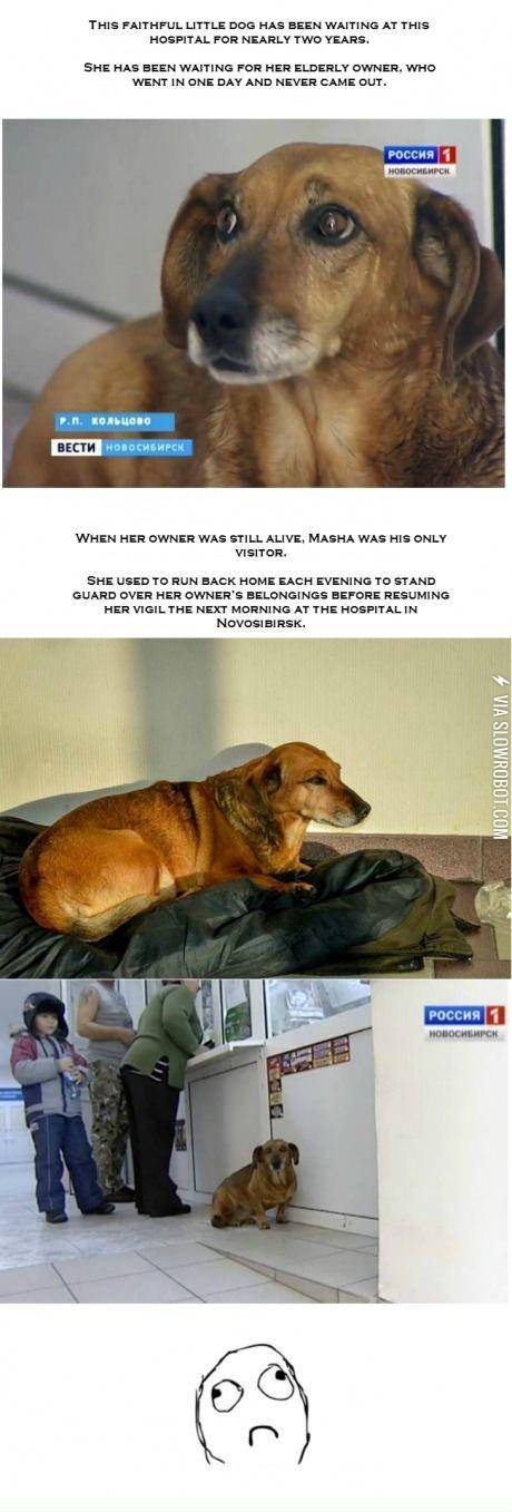 Loyal+dog+is+still+waiting+at+hospital+where+owner+died+two+years+ago