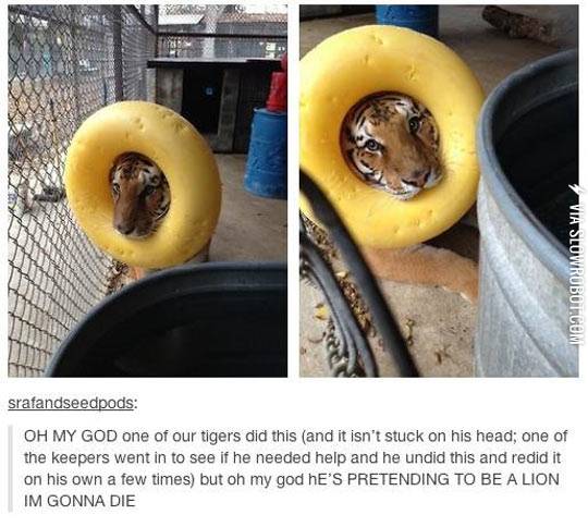 Look+At+Me%2C+I%26%238217%3Bm+The+King+Of+The+Jungle