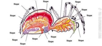 The+anatomy+of+a+spider.