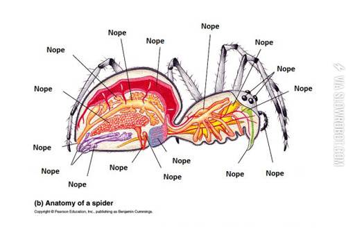 The+anatomy+of+a+spider.