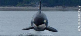 hover+orcas