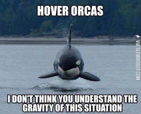 hover+orcas