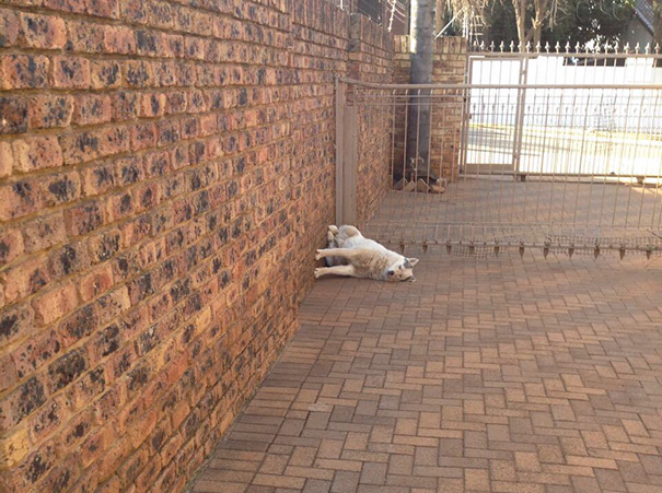 Dog.exe+error%3A+Gravity.h+corrupt