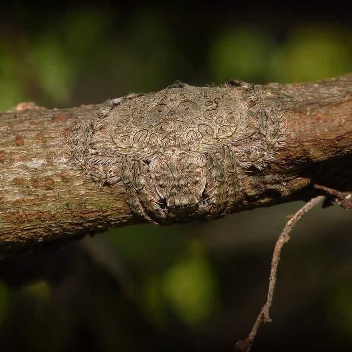 Wrap+around+spider%2C+named+for+its+ability+to+flatten+and+wrap+its+body+around+tree+limbs